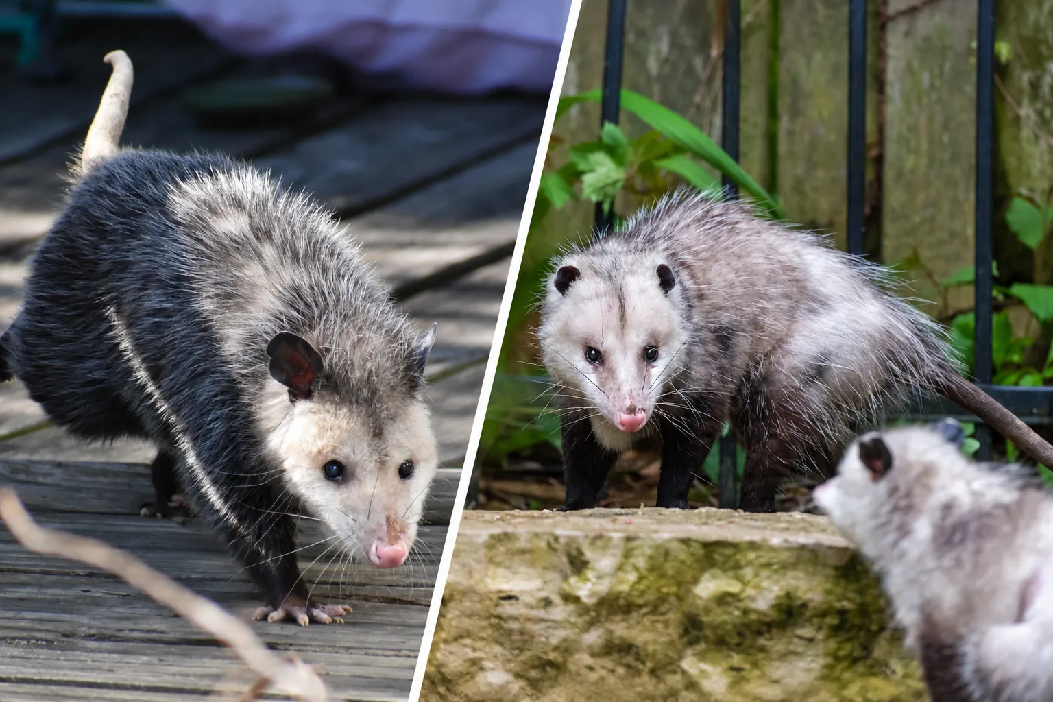 Opossums around residential yards and decks